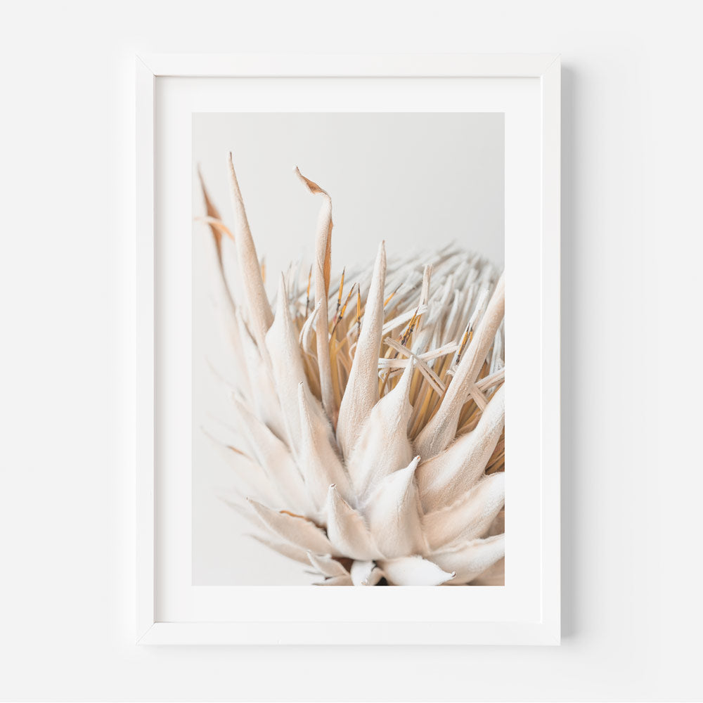 Dry Protea II Art Print