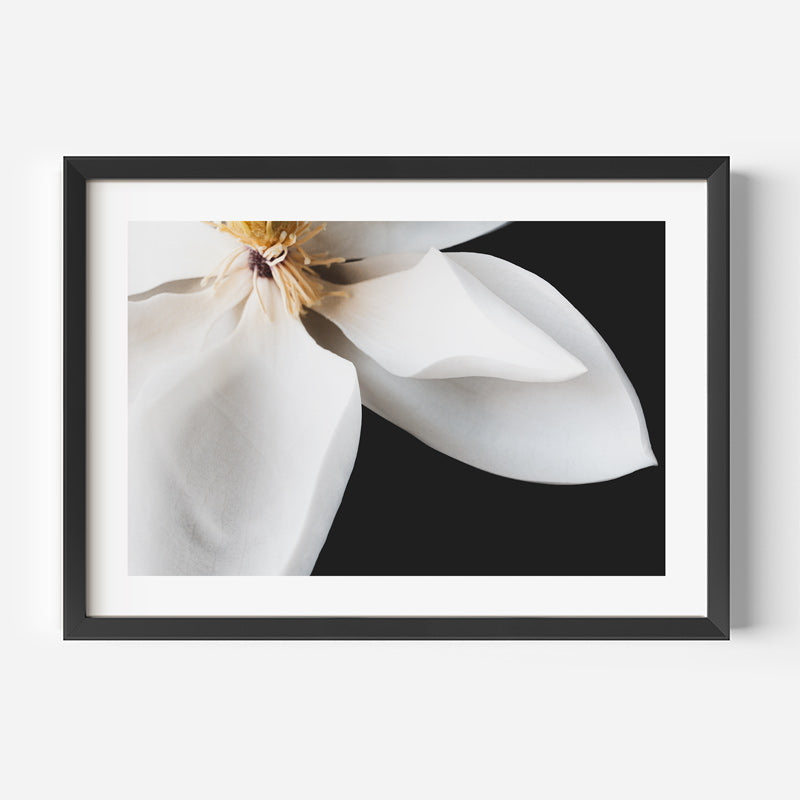 White Magnolia Flower Art Print