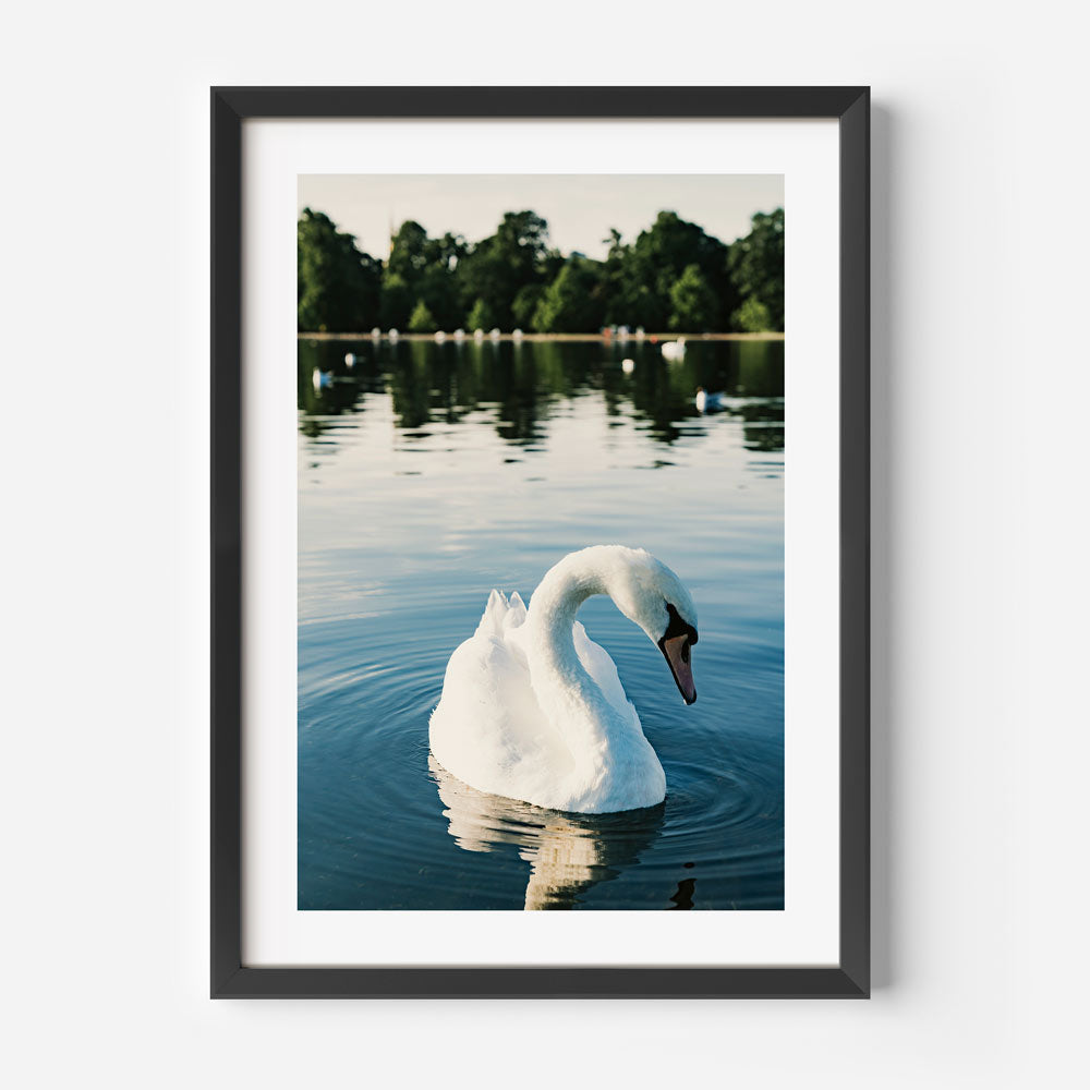 Breathtaking image of a White Swan, enhancing your fine art prints collection for home decor.