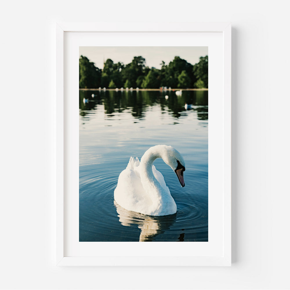 Graceful White Swan in Kensington Gardens, London - ideal for wall art and home decor by Oblongshop.