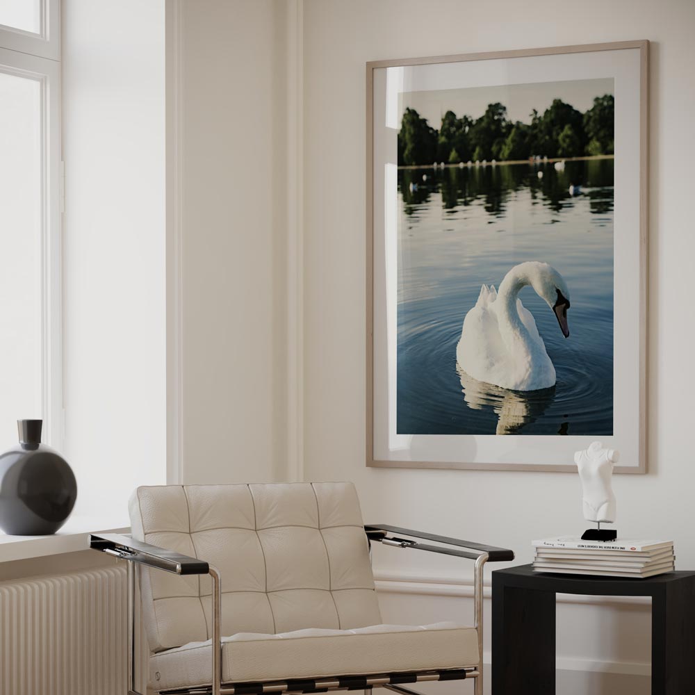 Stunning White Swan photography, perfect for nature-themed wall art and canvas prints.