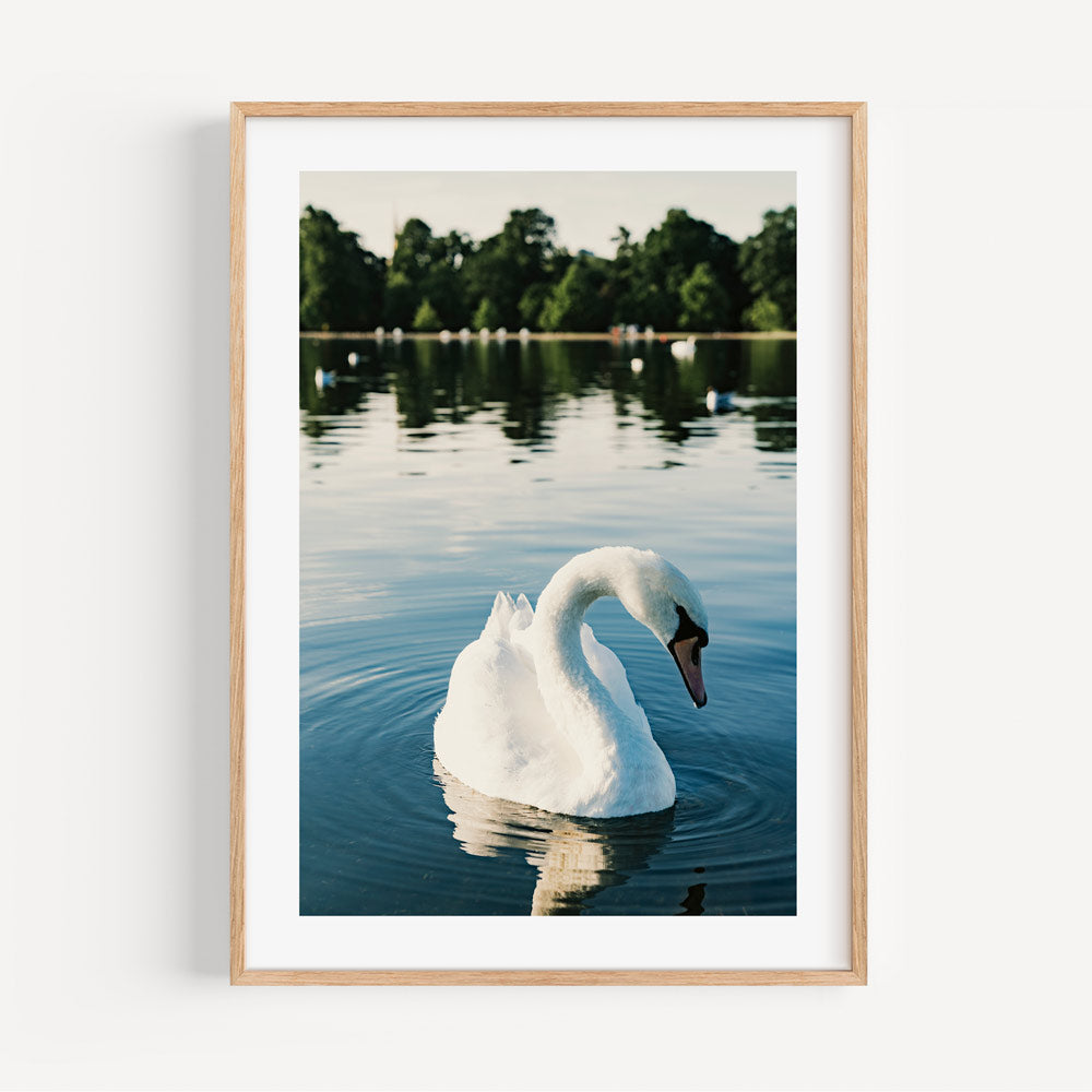 Serene photo of a White Swan, adding natural charm to your living space with real photography decor.