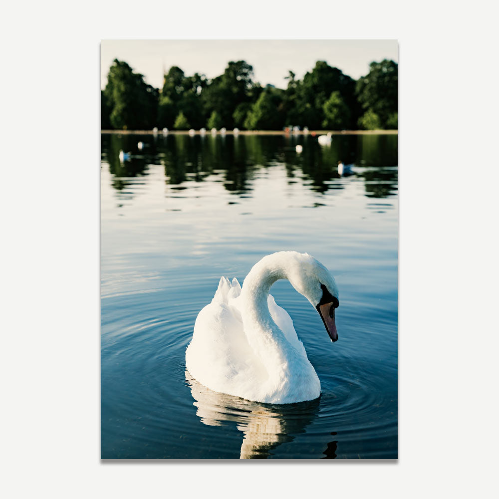 Stylish print of a White Swan, perfect for wall art and home decor in your front room or lounge.