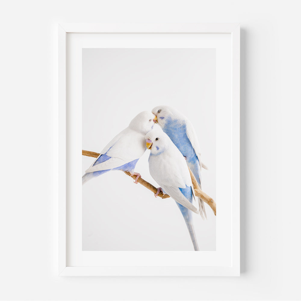White Wings Baby Budgerigars Art Print