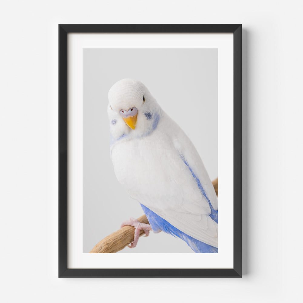 White Wings Baby Budgerigar Art Print