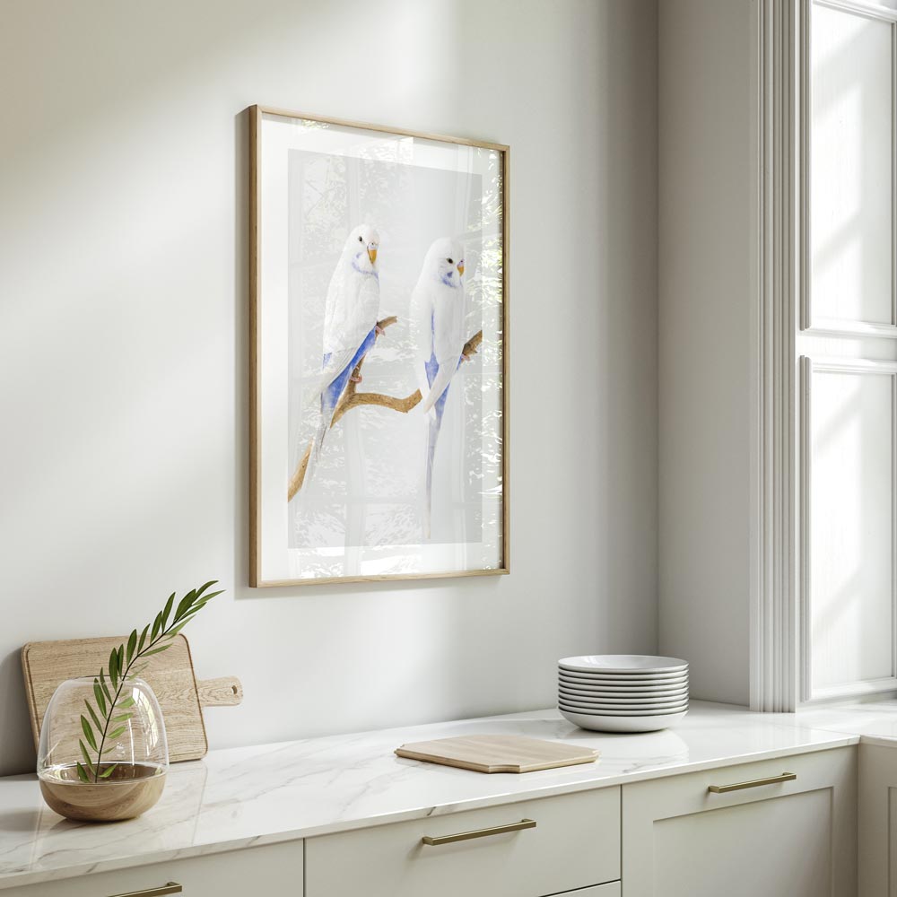 White Wings Baby Budgerigars Art Print