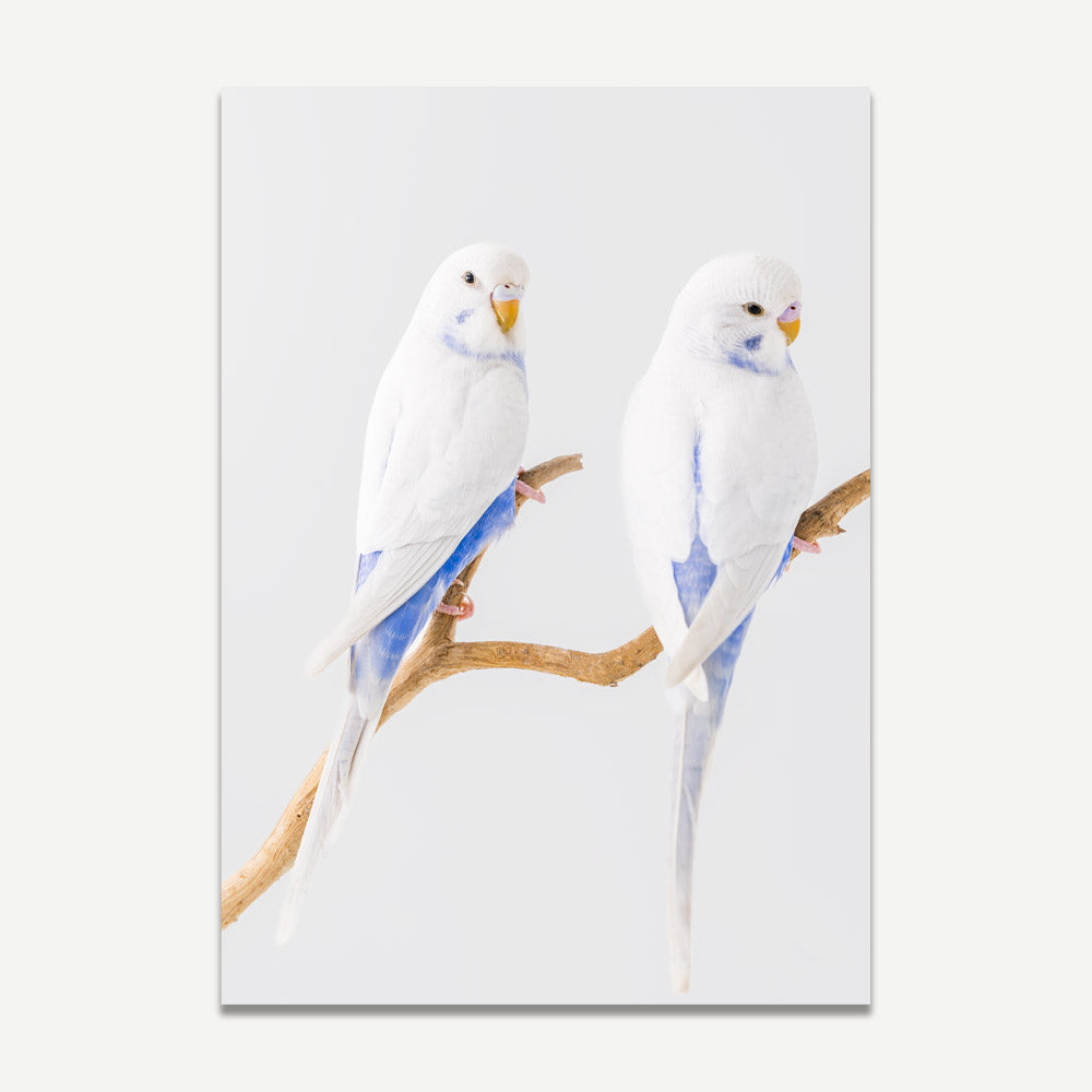 A print featuring two blue and white budgerigars perched on a branch against a white background.
