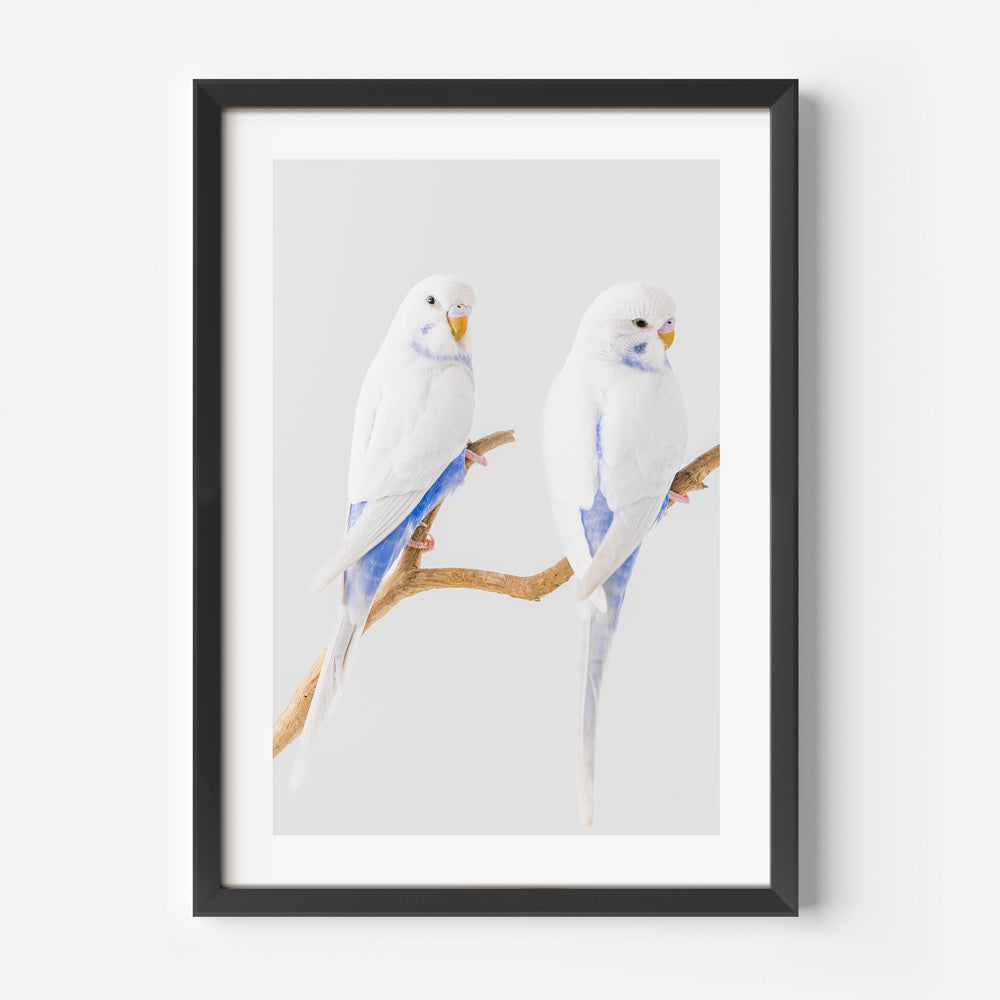 White Wings Baby Budgerigars Art Print