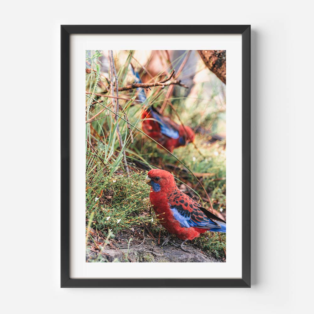 Breathtaking photograph of Crimson Rosellas, enhancing your fine art prints collection.