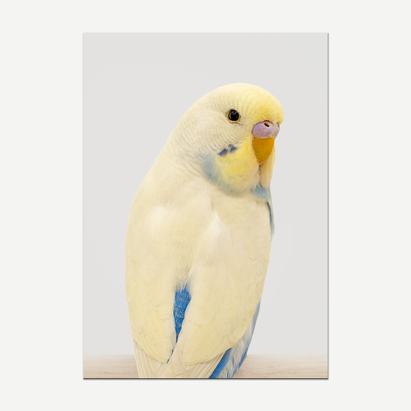 Yellow Face Blue Budgie Art Print