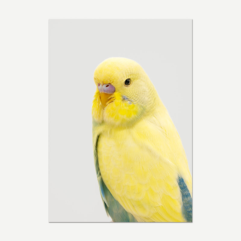Yellow Face Green Budgie Art Print