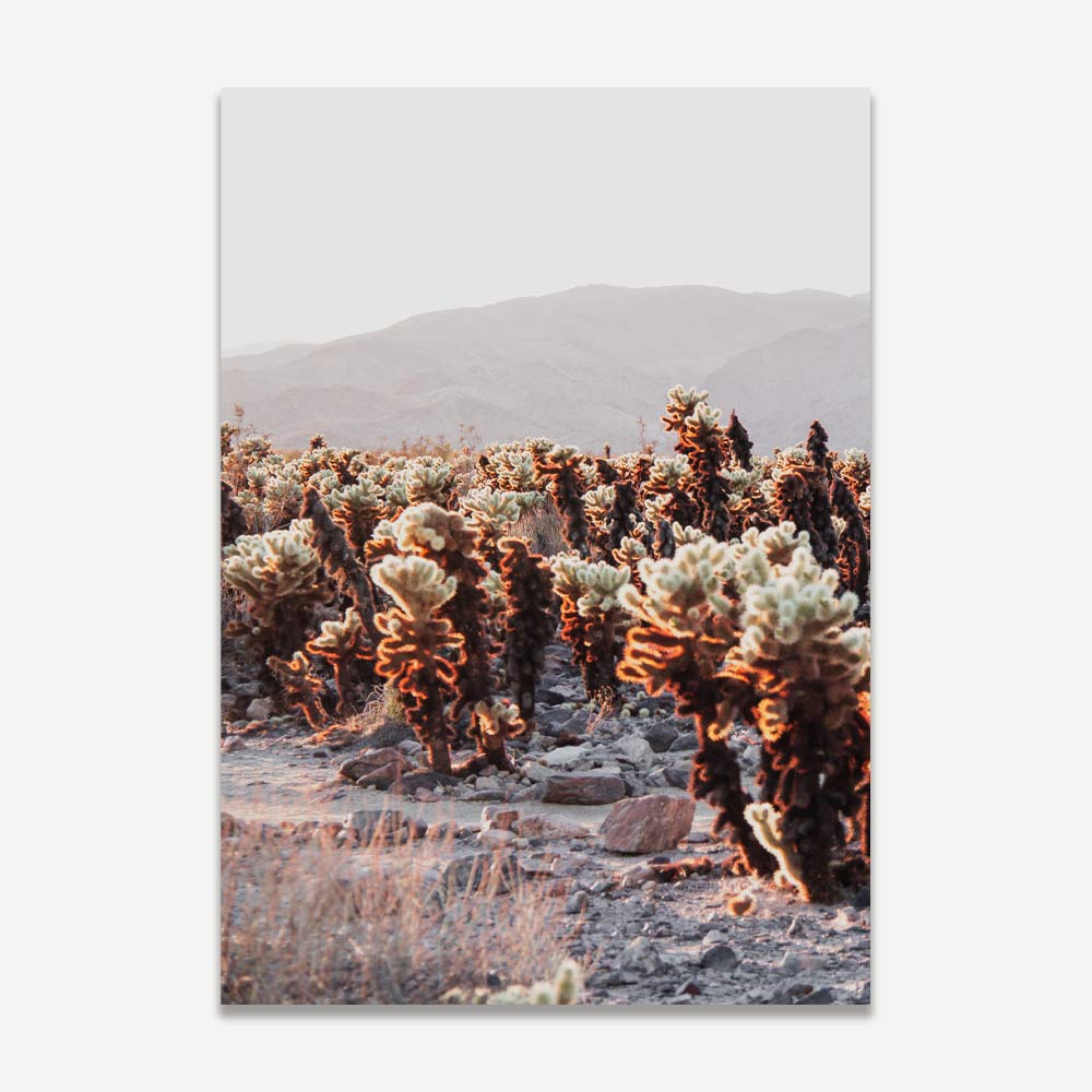 Cholla Cactus Garden Serenity: Photography print of Cholla Cactus Garden in California, offering a glimpse of the peaceful beauty of the desert landscape for your wall decor.