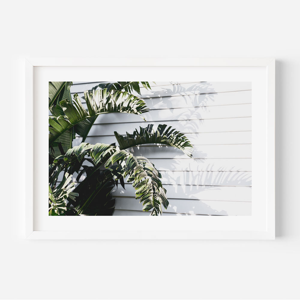 Lush bird of paradise leaves against white background – perfect framed art for tropical-inspired interiors