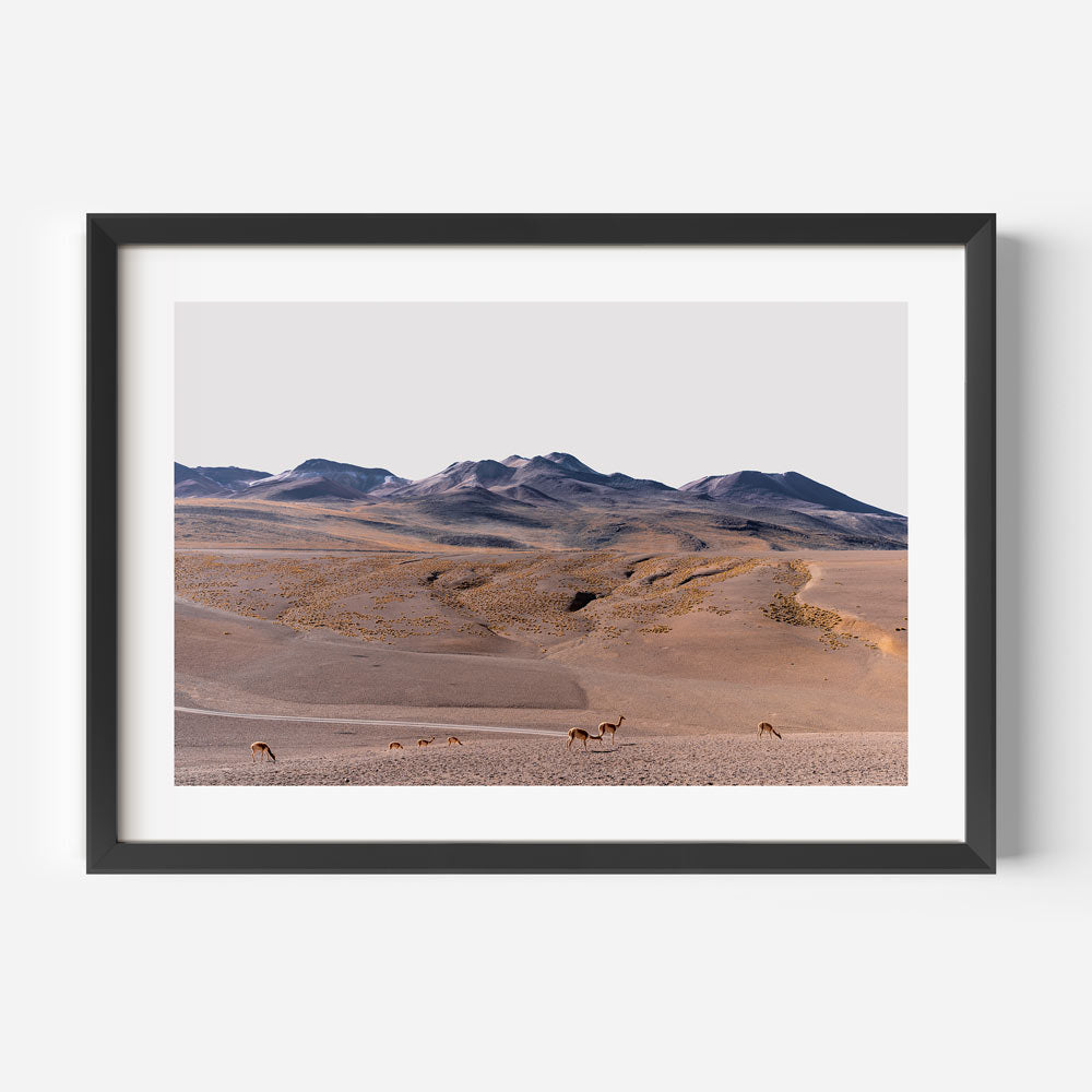 Vicuñas Herd Art Print