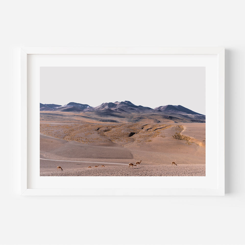 Vicuñas Herd Art Print