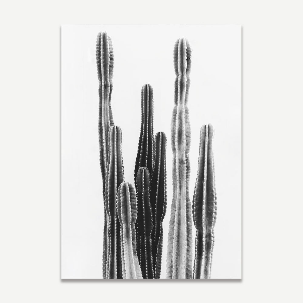 Graceful Monochrome: A Torch Cactus captured in exquisite detail, offering a minimalist yet impactful addition to your wall decor.