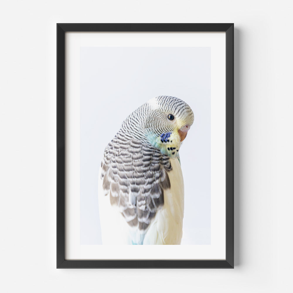 Baby Pied Budgerigar Art Print