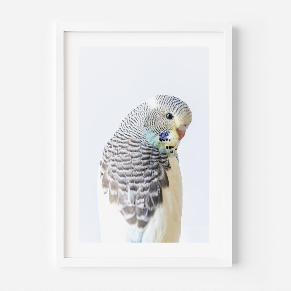 Baby Pied Budgerigar Art Print