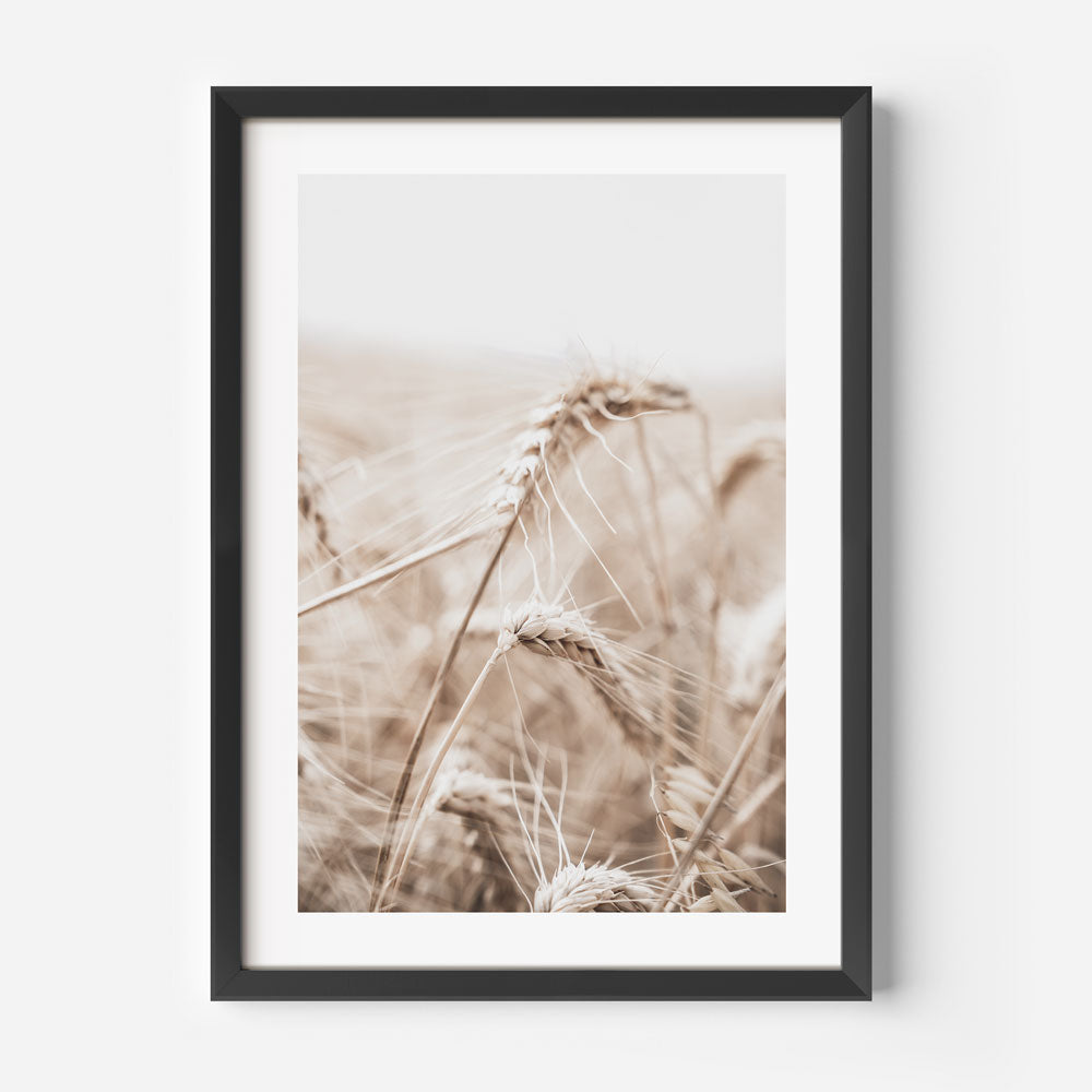 Barley I Art Print