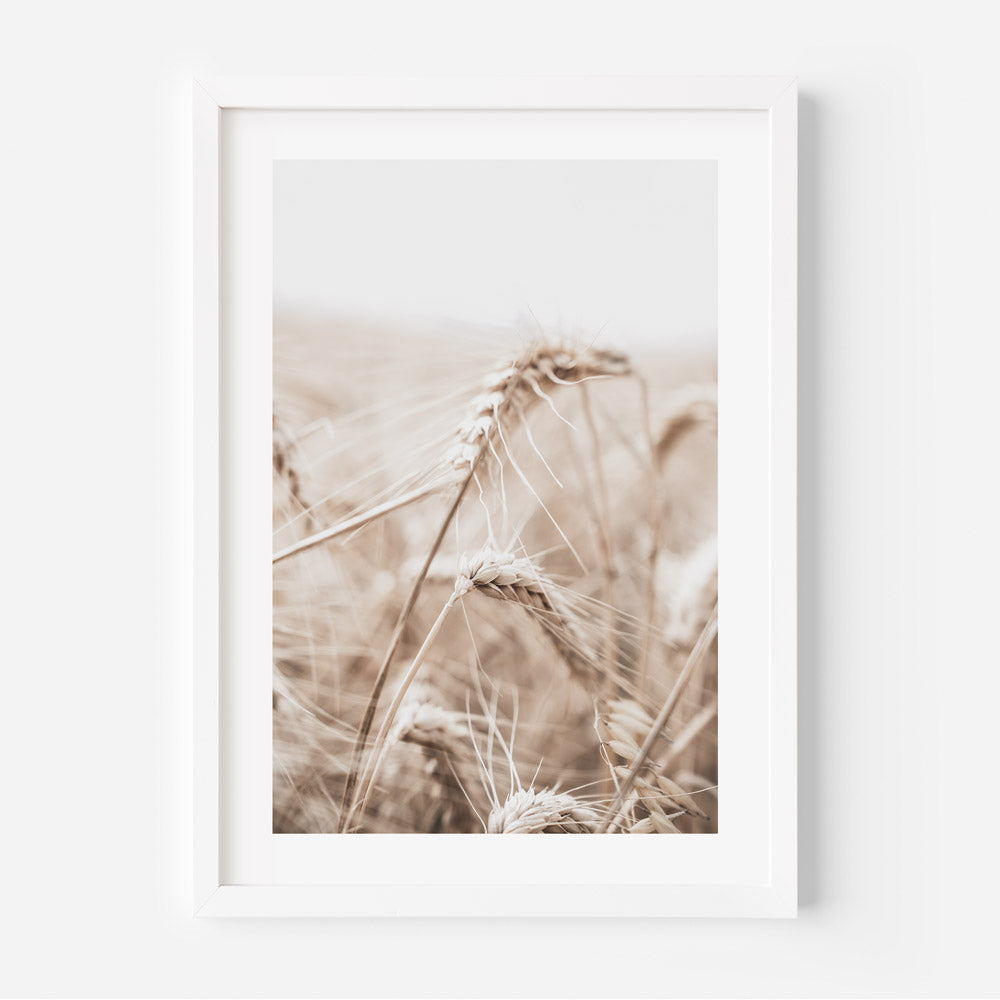 A framed photograph of a barley field, with a neutral color palette, displayed against a white background.