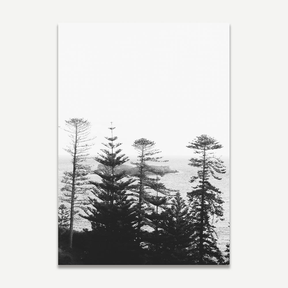 A black and white photograph of tall pine trees on Norfolk Island.