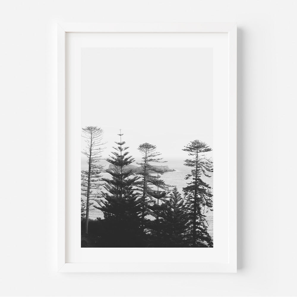 A black and white photograph of pine trees on Norfolk Island, displayed in a white frame.
