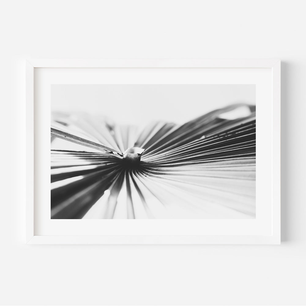 BW Fan Palm Art Print
