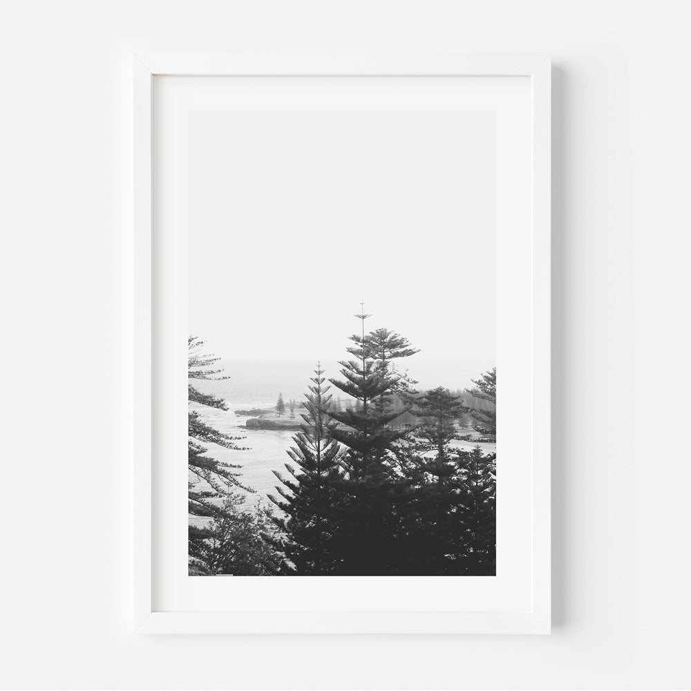 A black and white photograph of pines on Norfolk Island, displayed in a white frame.