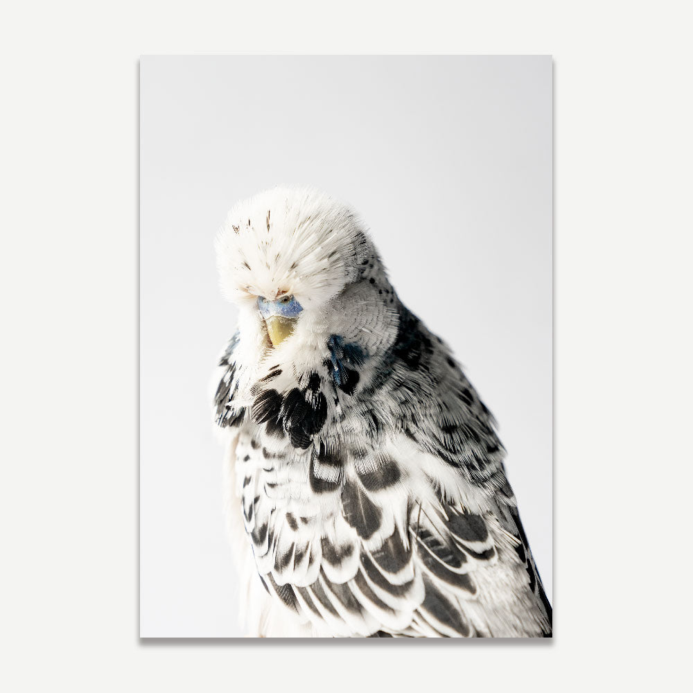 A studio shot of a young black and white Texas Clear Body parakeet perching on a branch.