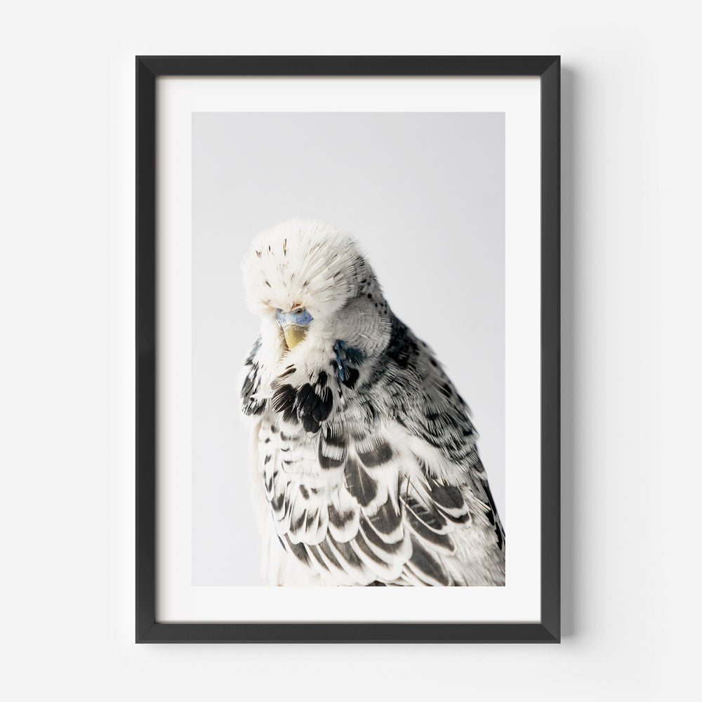 TCB Budgie Art Print