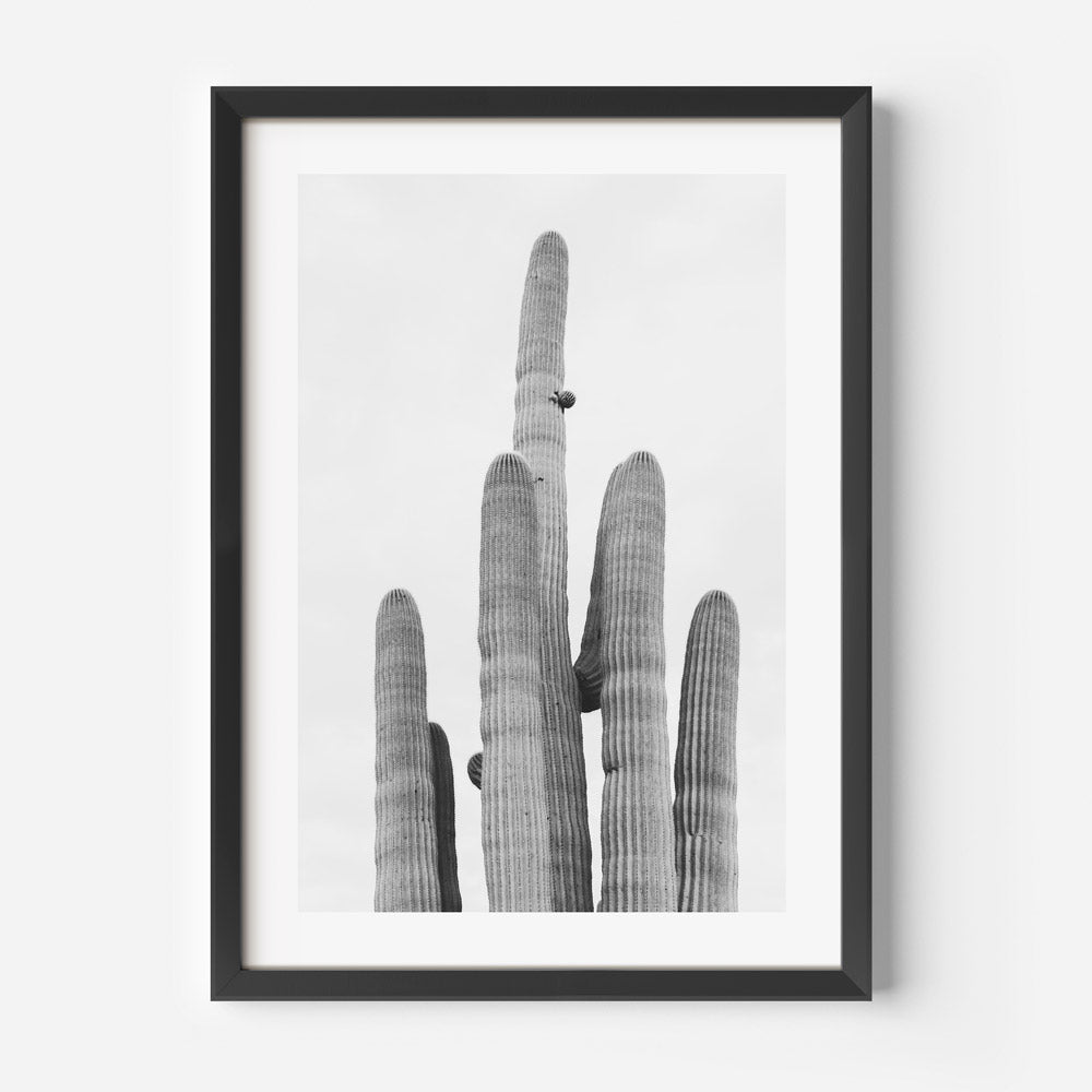 BW Tucson Saguaro III Art Print