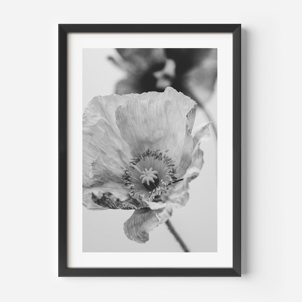 BW Poppies III Art Print