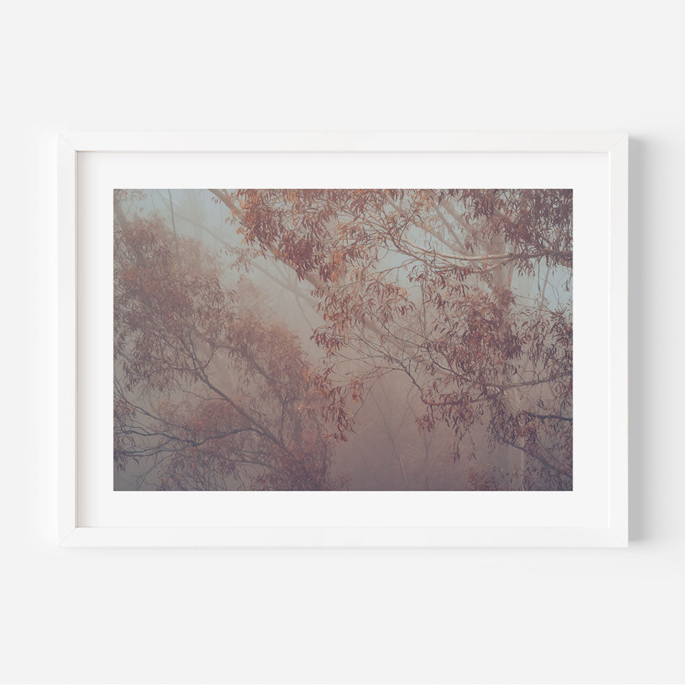 A framed photograph of eucalyptus trees with a misty background, predominantly in shades of red and white.