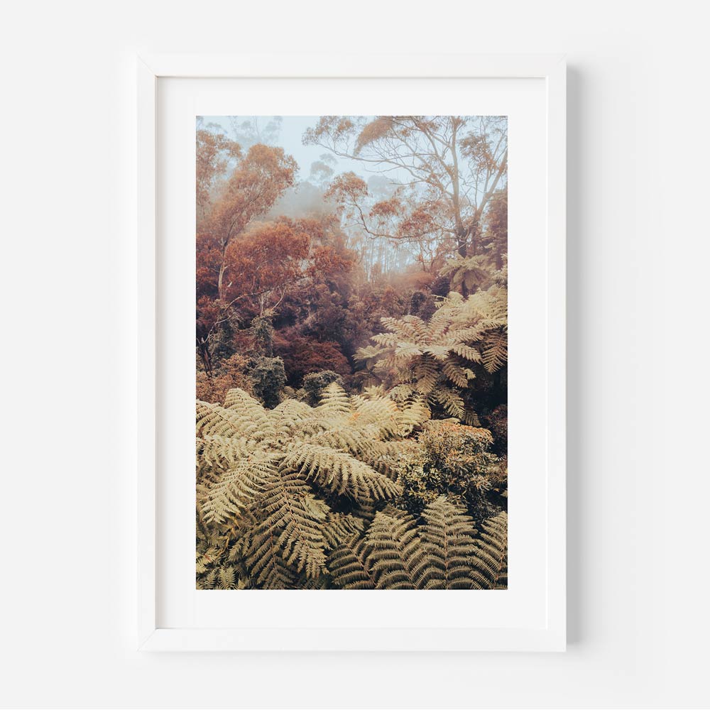 Verdant Beauty: Lush ferns in an Australian rainforest canyon within The Blue Mountains, New South Wales, Australia, perfect for wall art and home decor.