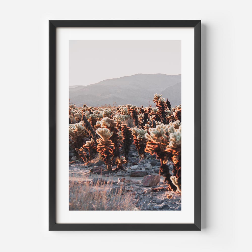 Photography print showcasing the unique landscape of Cholla Cactus Garden in California, perfect for adding a touch of natural elegance to your wall decor.