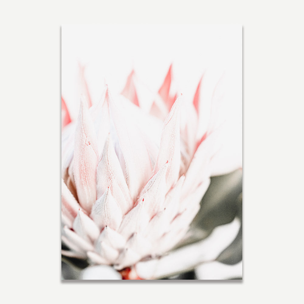 Pink Queen Protea II Art Print