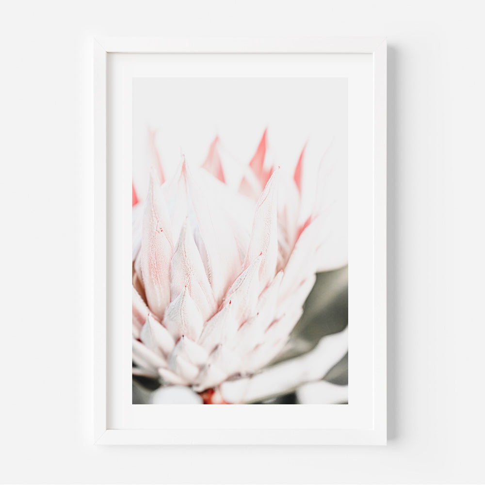 A framed photograph of a pink protea flower.