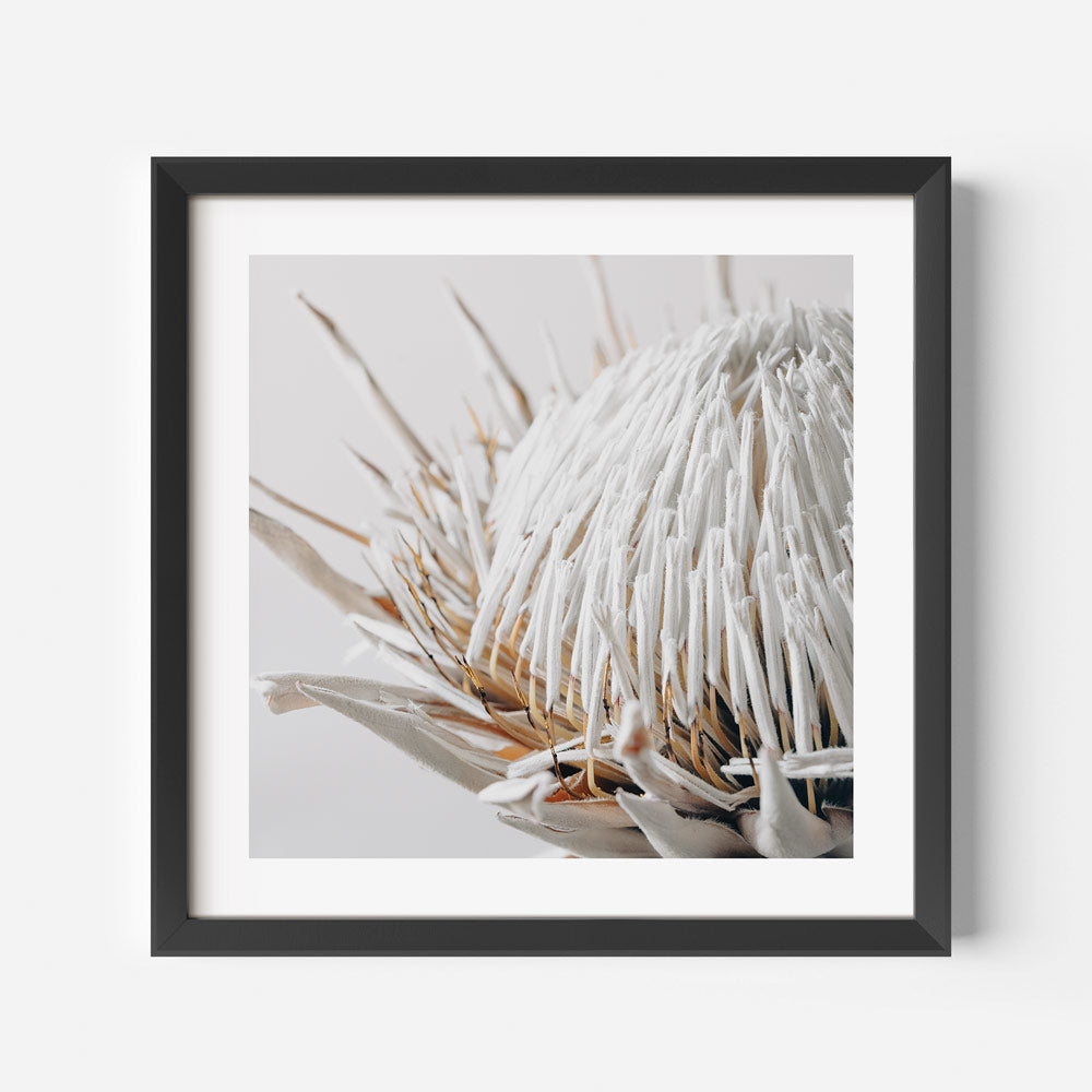 Oblongshop's Floral Elegance: A captivating Dry Protea presented in a stylish black frame, perfect for enhancing your space.