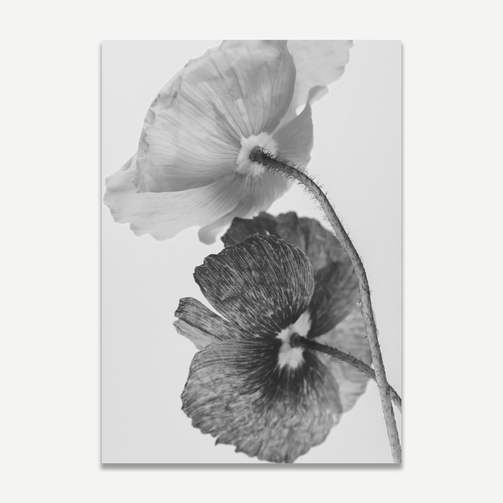 A black and white photograph of two poppy flowers with a focus on the texture and details of their petals.