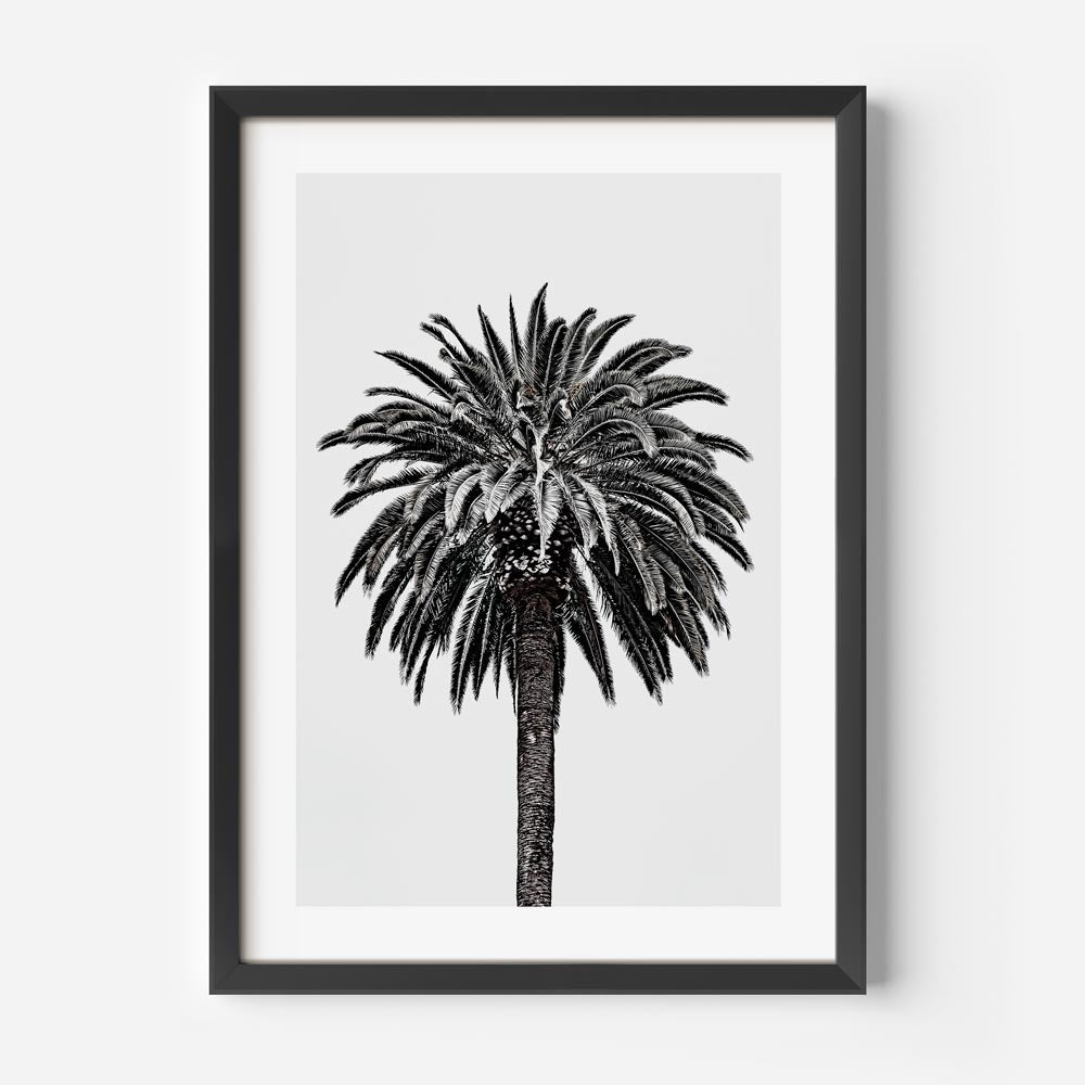 Beverly Hills palm tree captured in black and white - great for living room wall art and framed art.