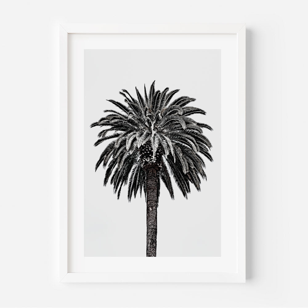 Beverly Hills palm tree in California - perfect for modern wall art and home decor.