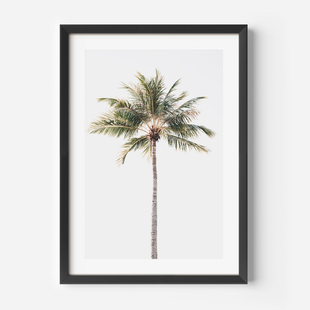 Solo Coconut Palm Art Print