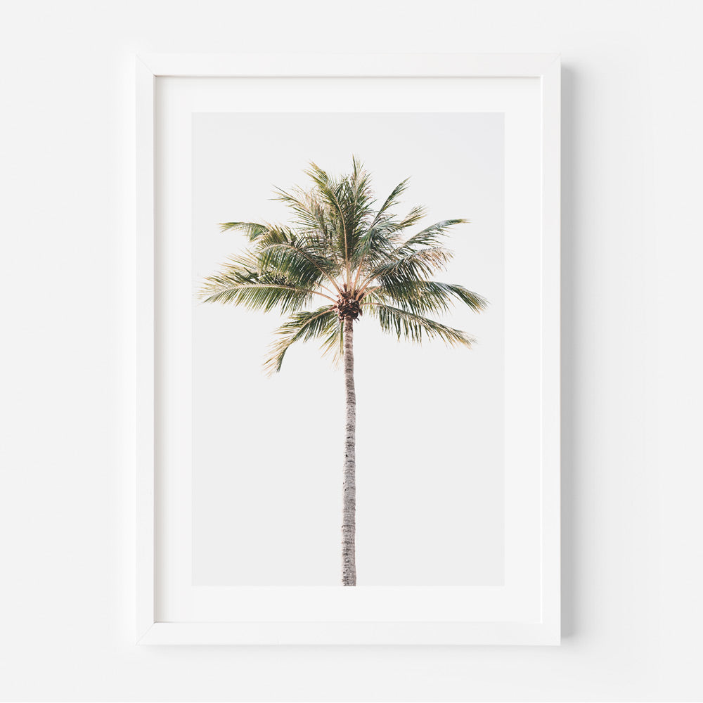 Solo Coconut Palm Art Print