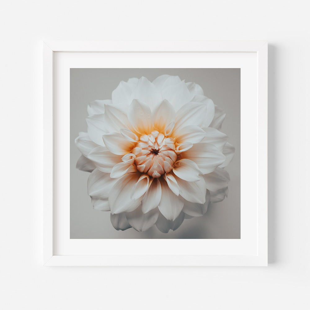 White and orange dahlia flower on grey background - wall art decor from Oblongshop.