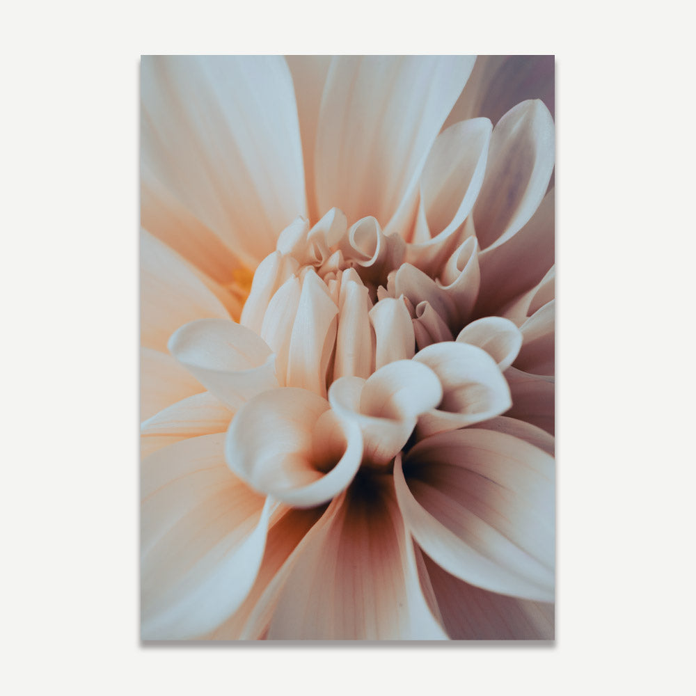 A close-up photograph of an orange Dahlia flower.