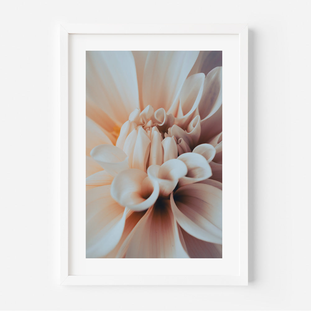 Solo Dahlia Art Print