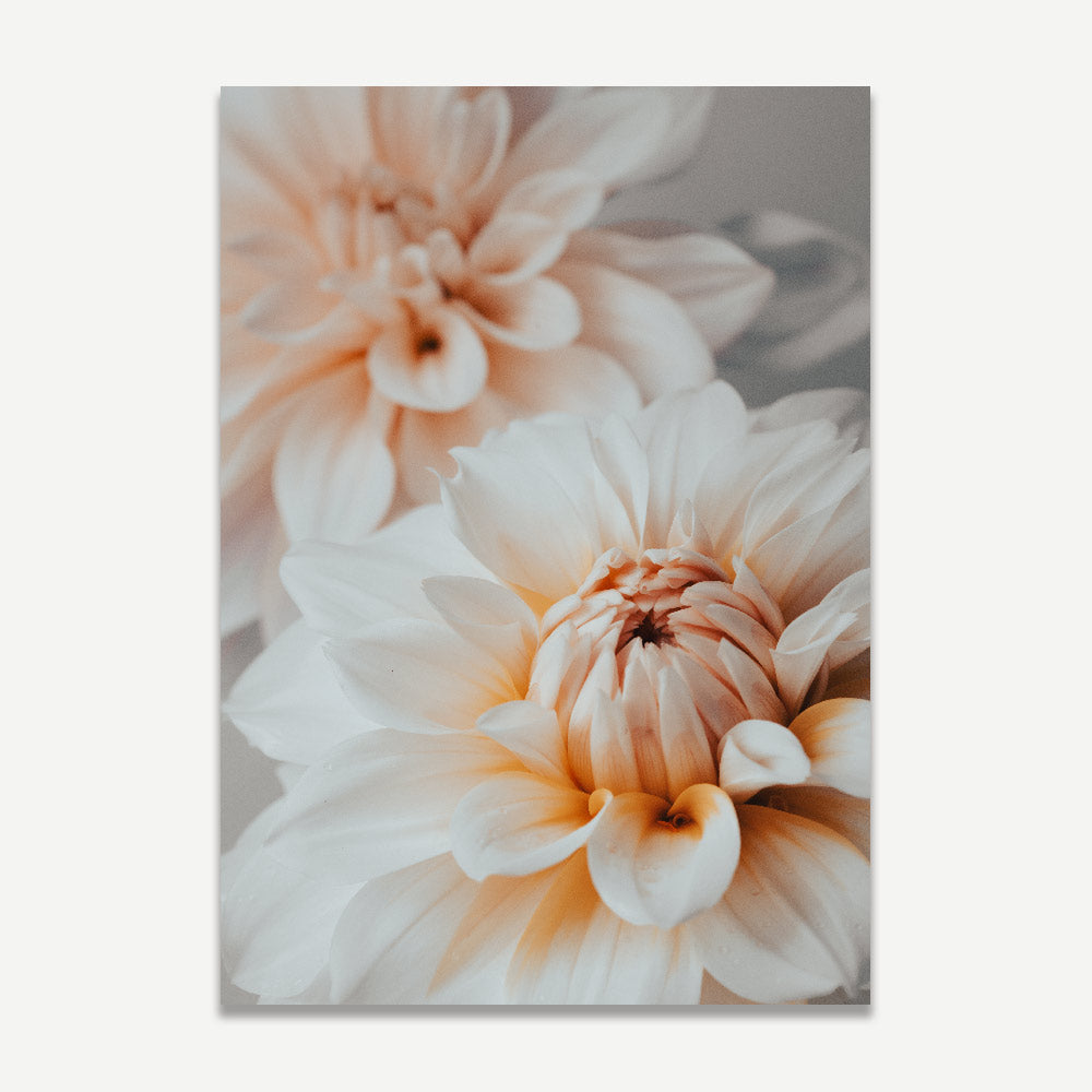 Dahlia Duo Art Print
