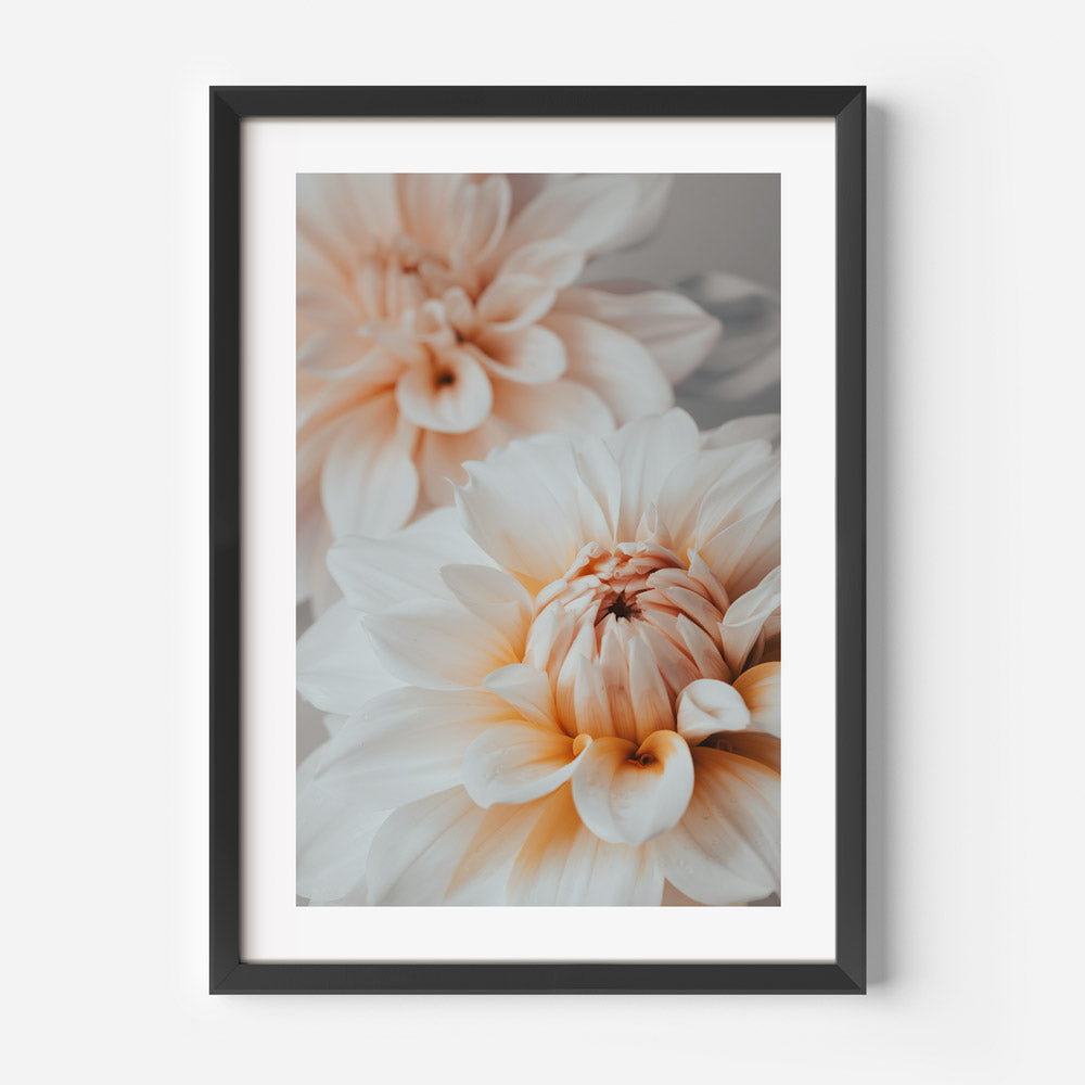 Dahlia Duo Art Print
