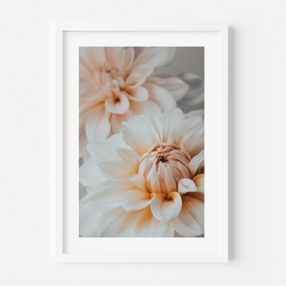 Dahlia Duo Art Print