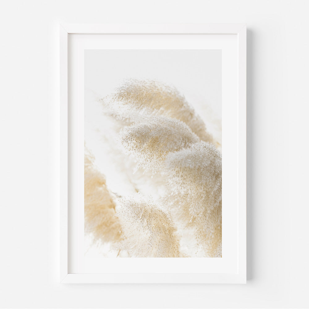 Pampas Grass Wall Art: Stunning photograph of Pampas Grass captured by Oblongshop, perfect for wall art and home decor.
